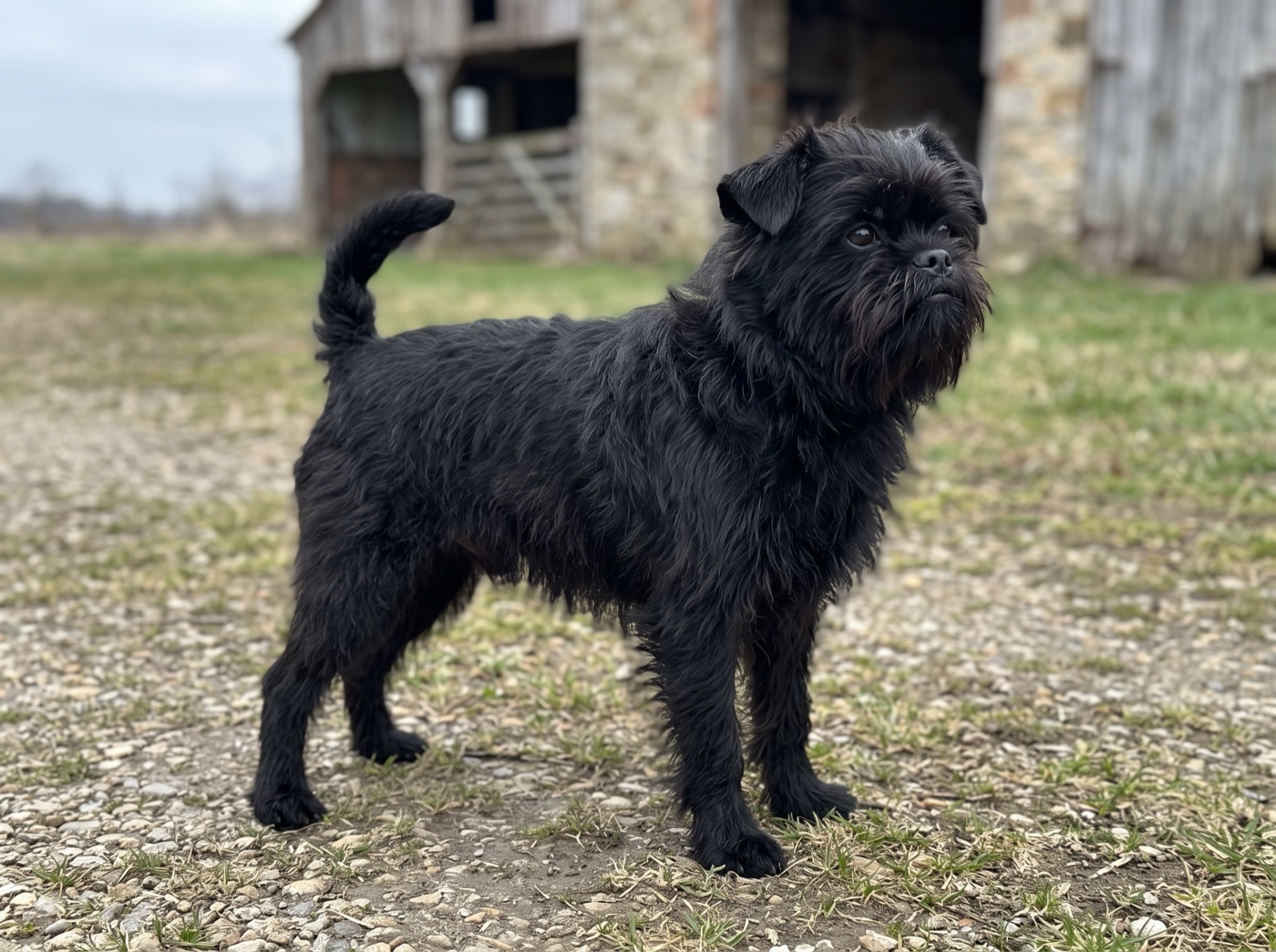 Affenpinscher
