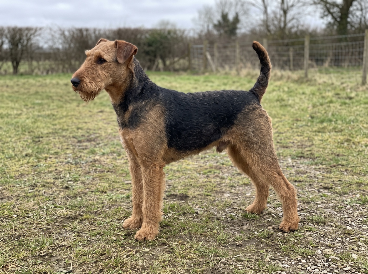 Airedale Terrier