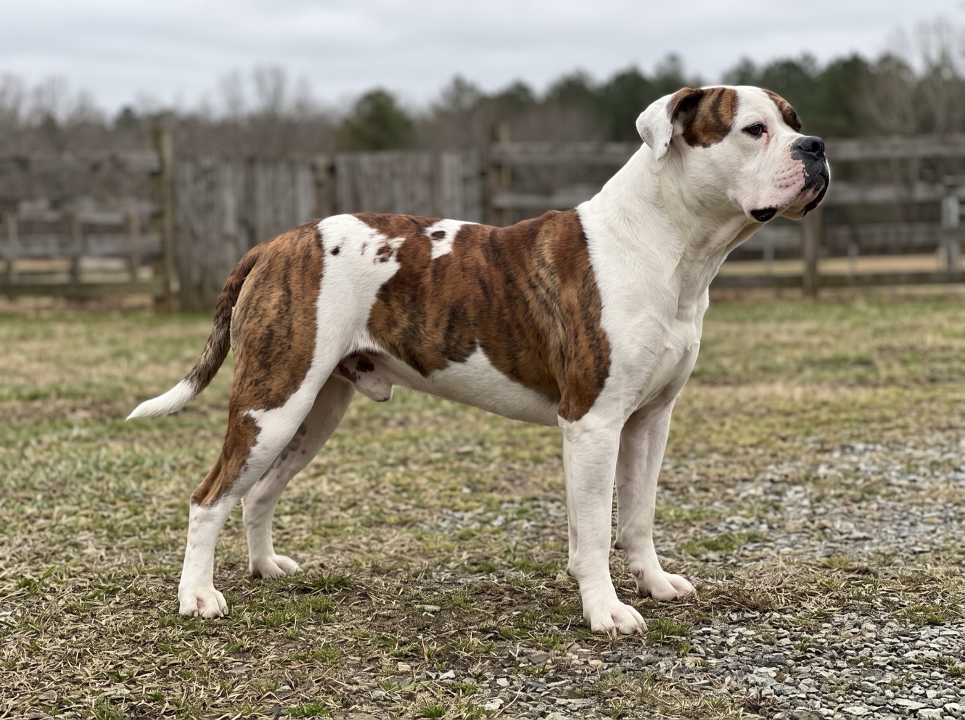 American Bulldog