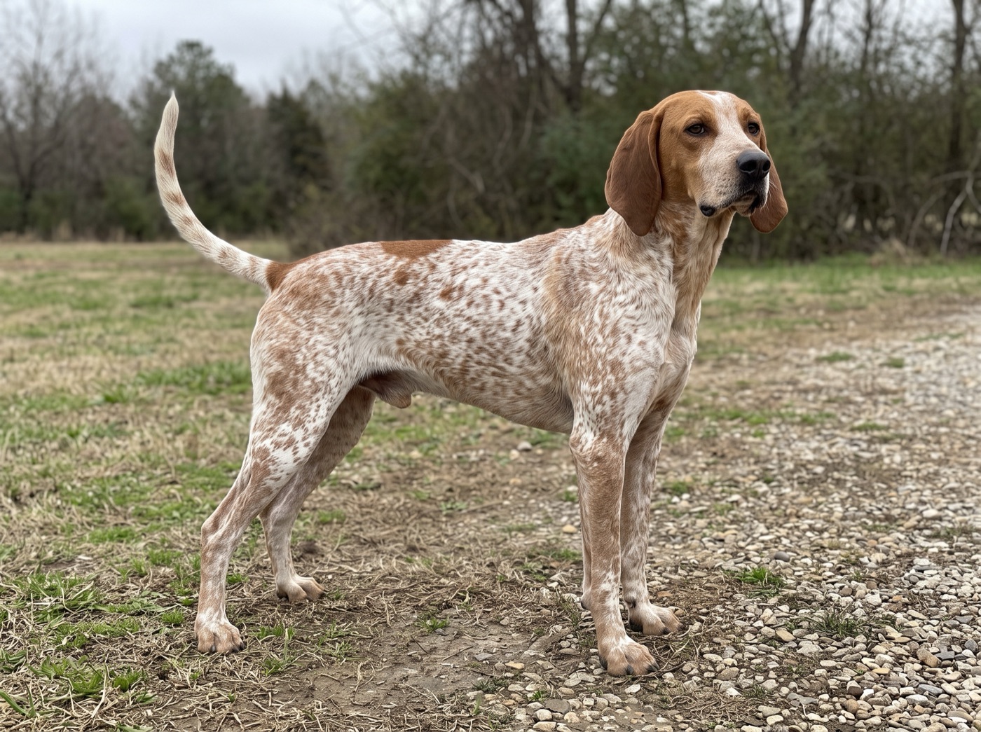 American English Coonhound