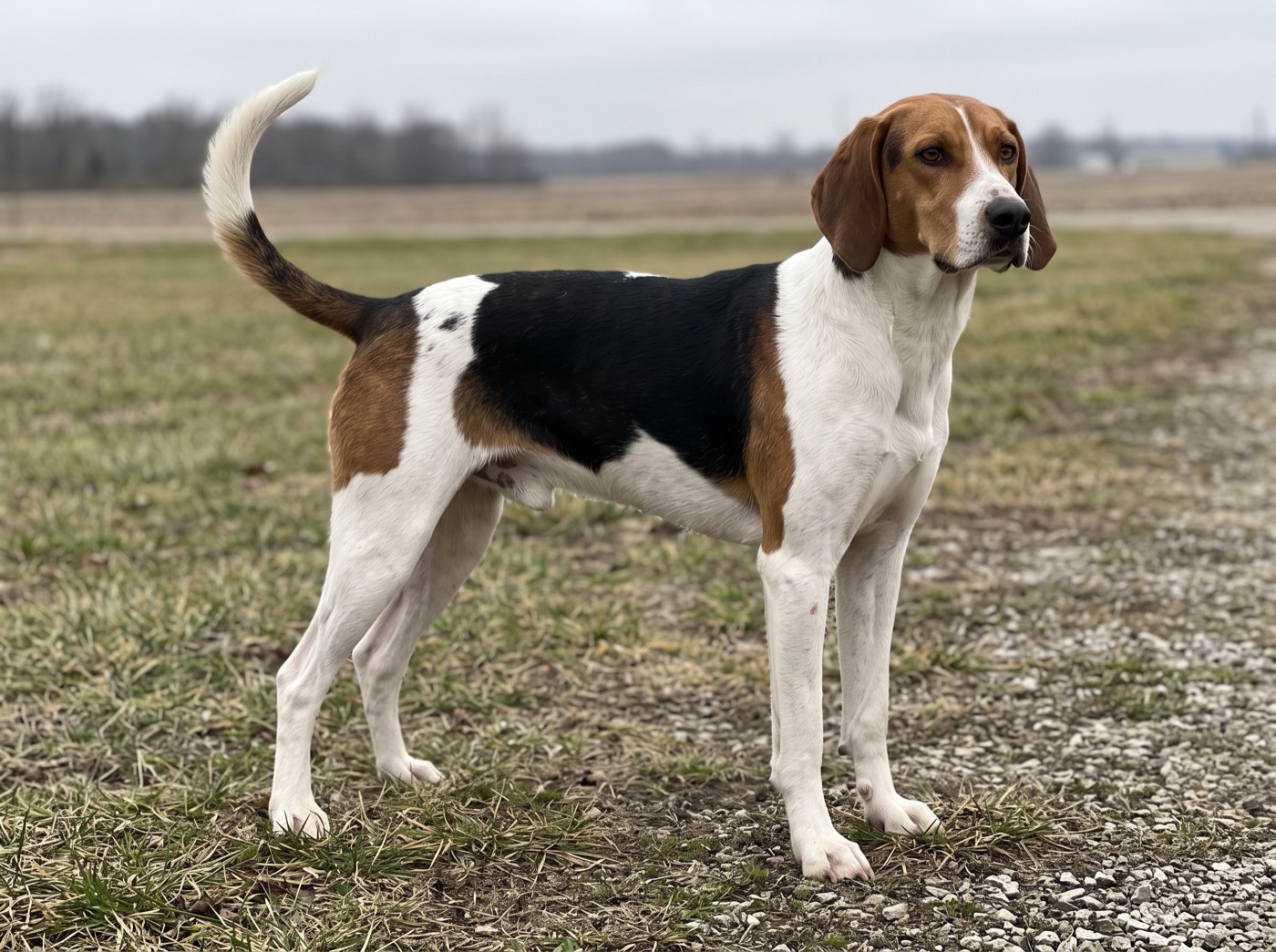 American Foxhound