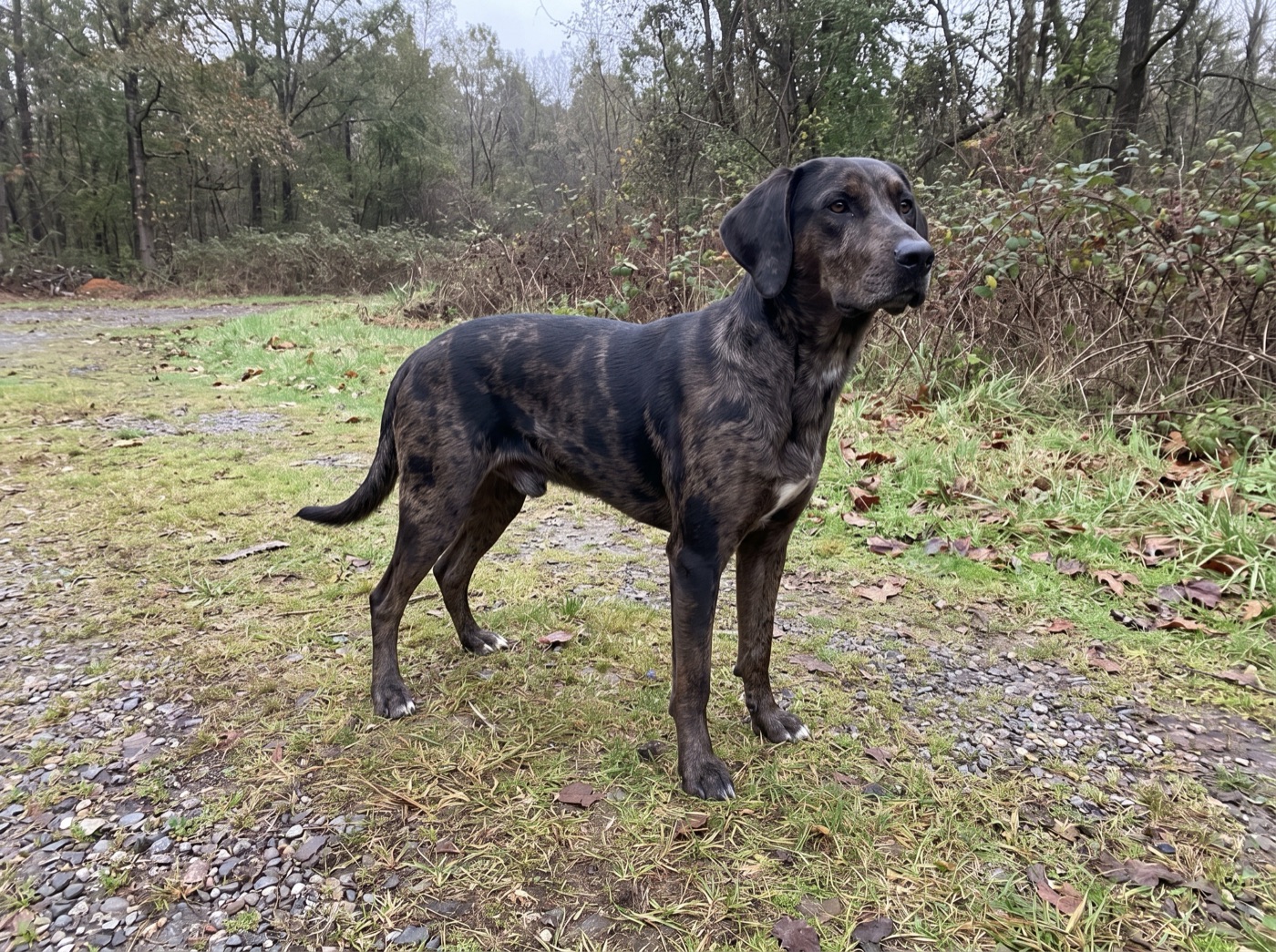 American Leopard Hound