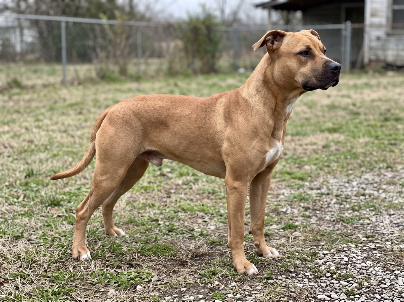 American Pit Bull Terrier