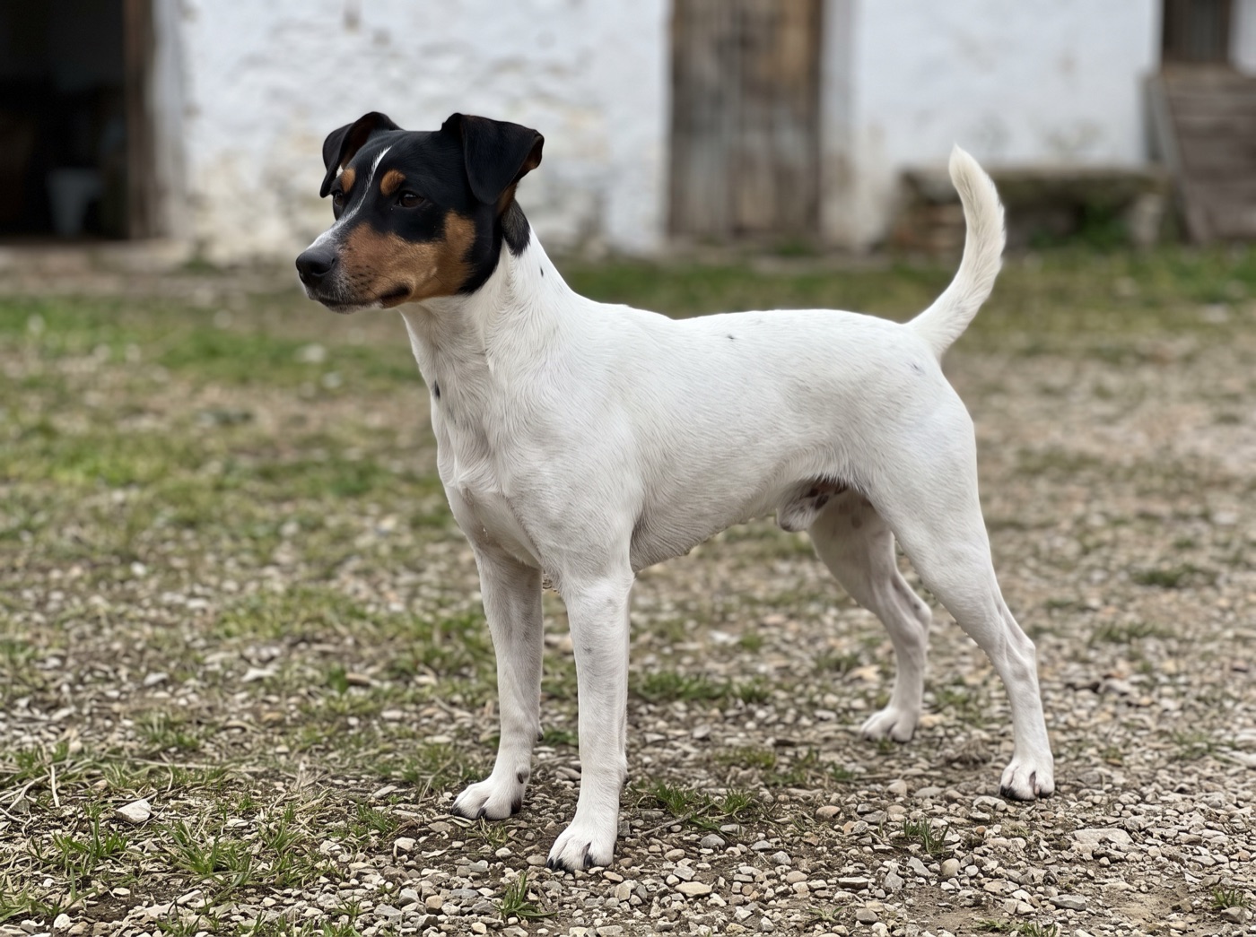 Andalusian Terrier