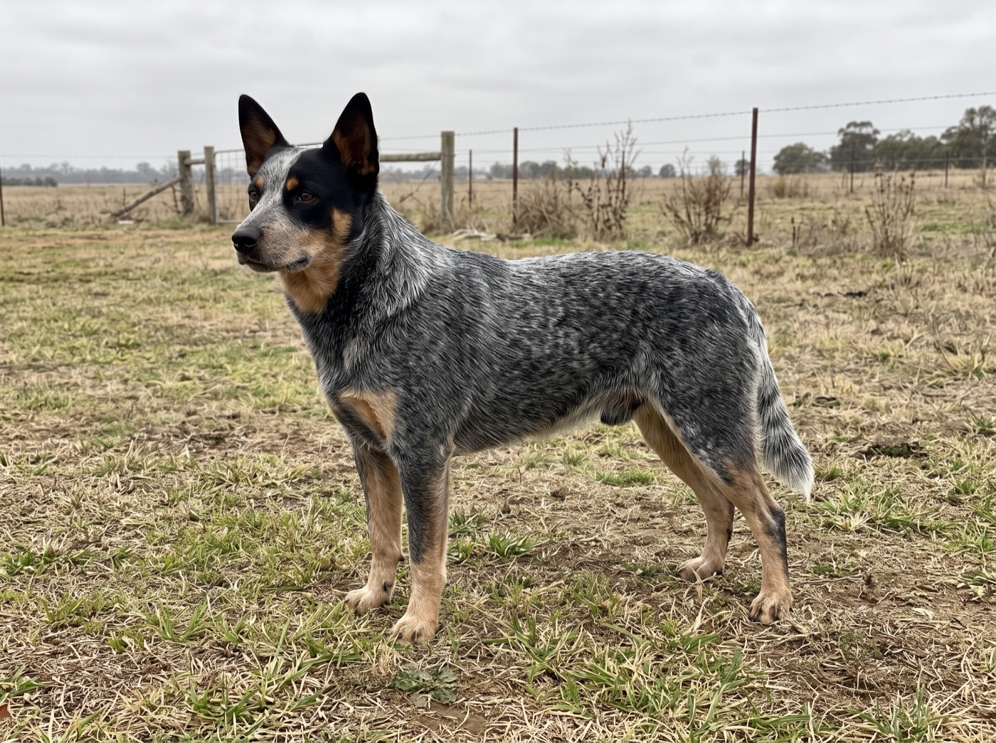 Australian Cattle Dog