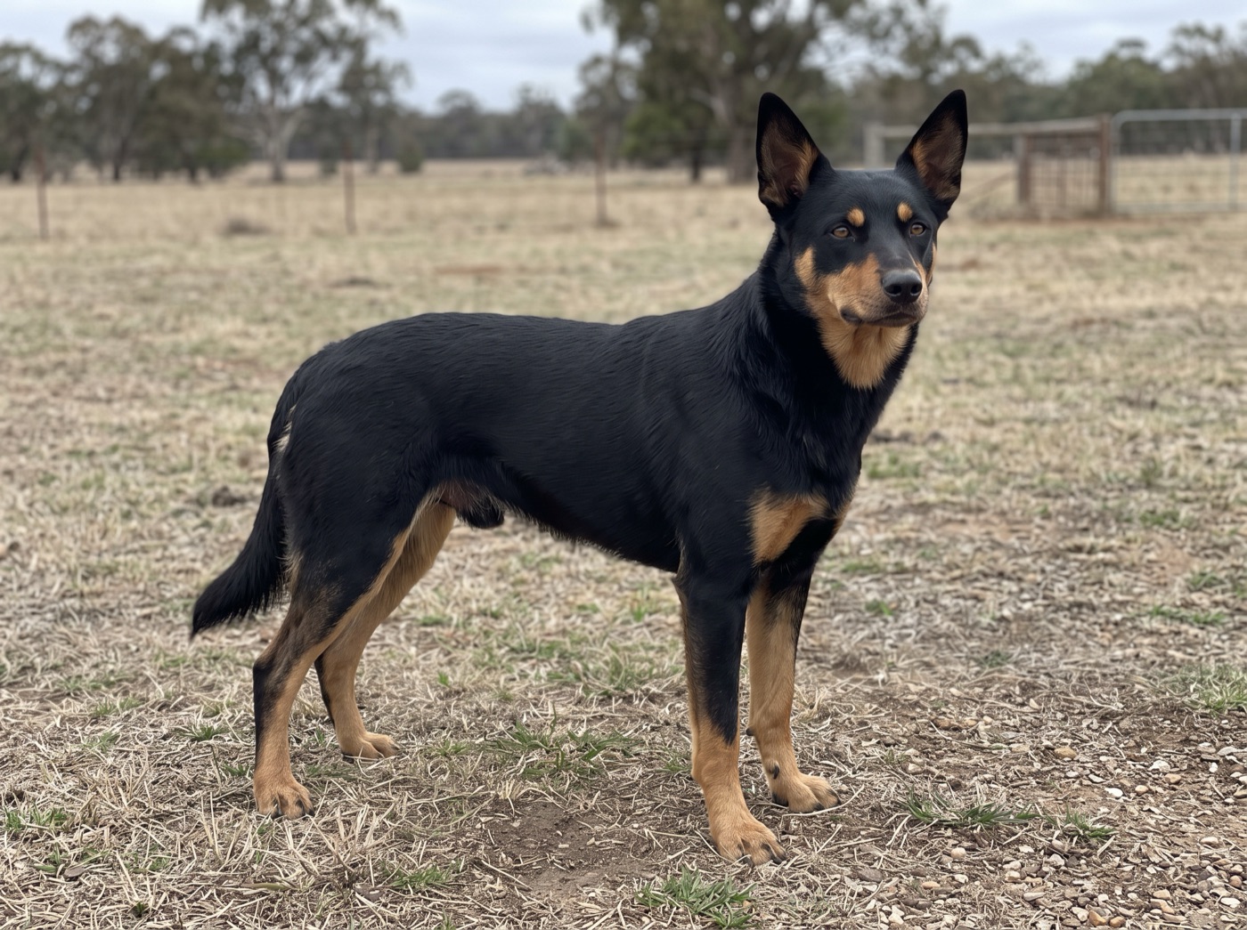 Australian Kelpie