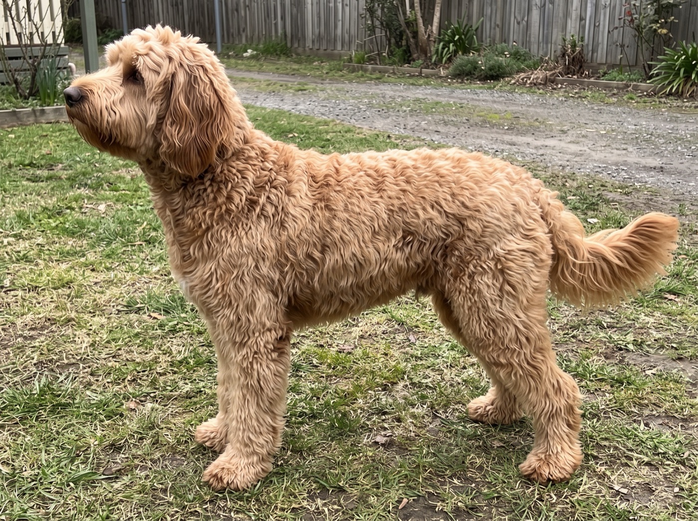 Australian Labradoodle