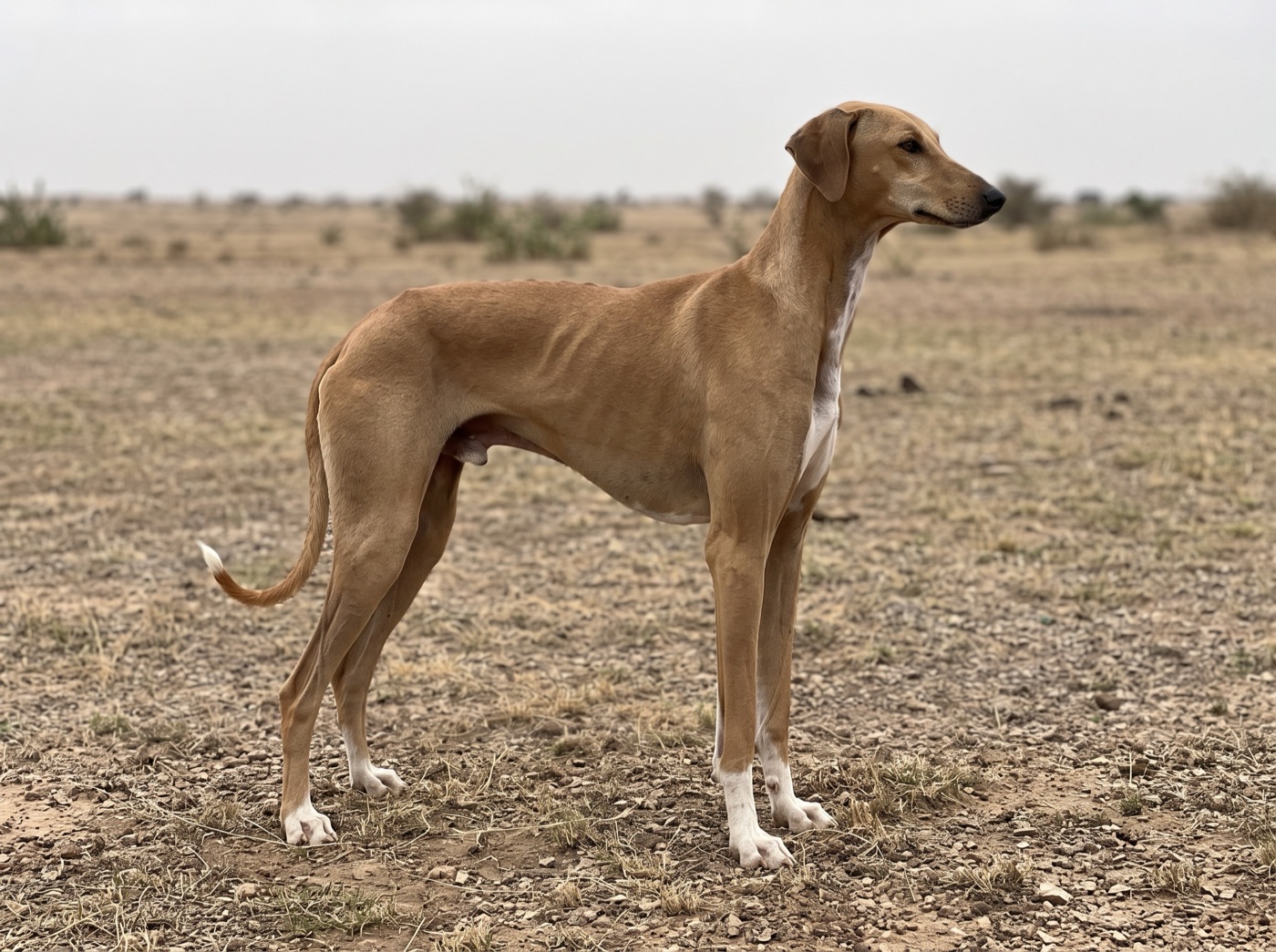 Azawakh