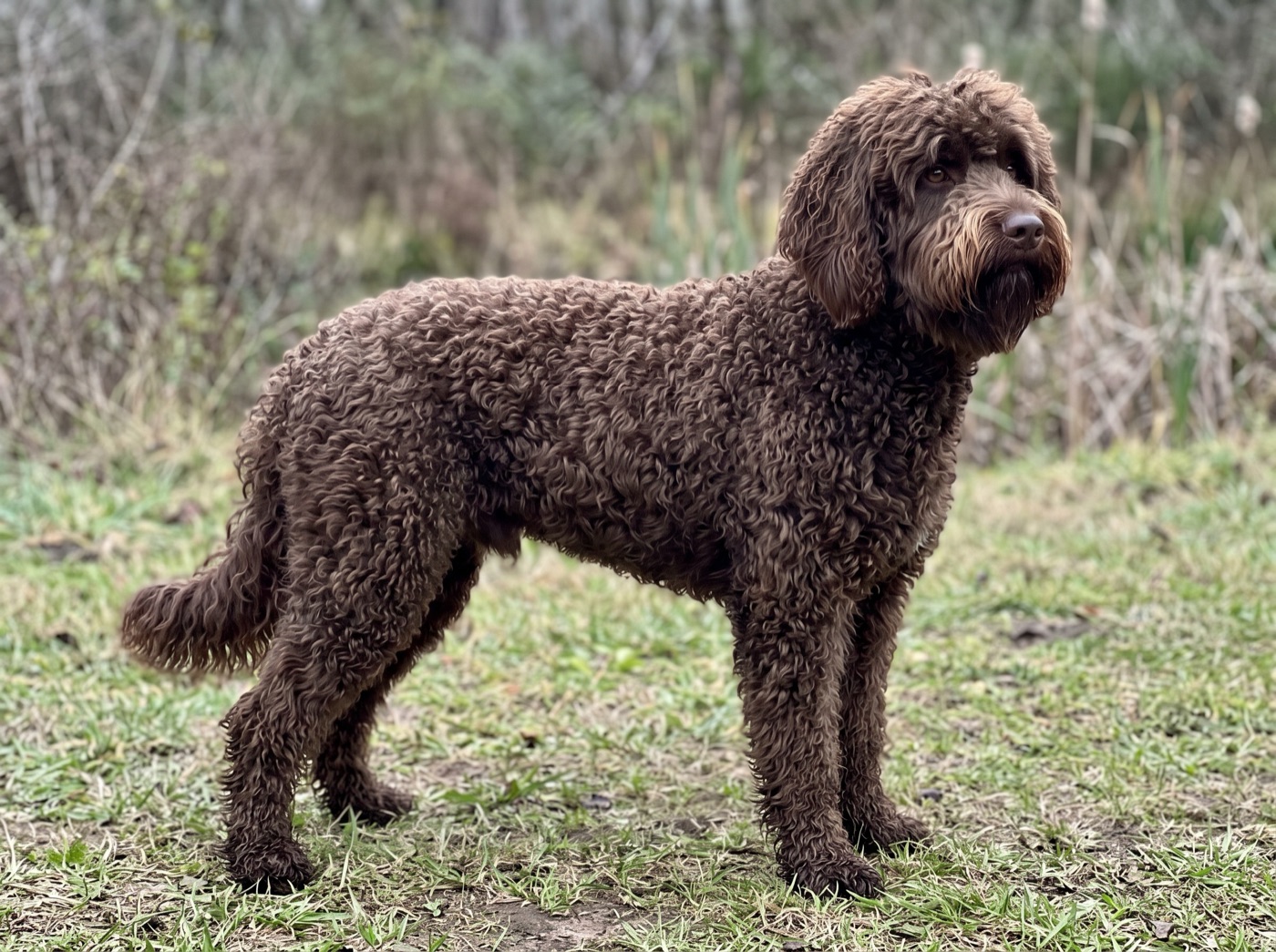 Barbet
