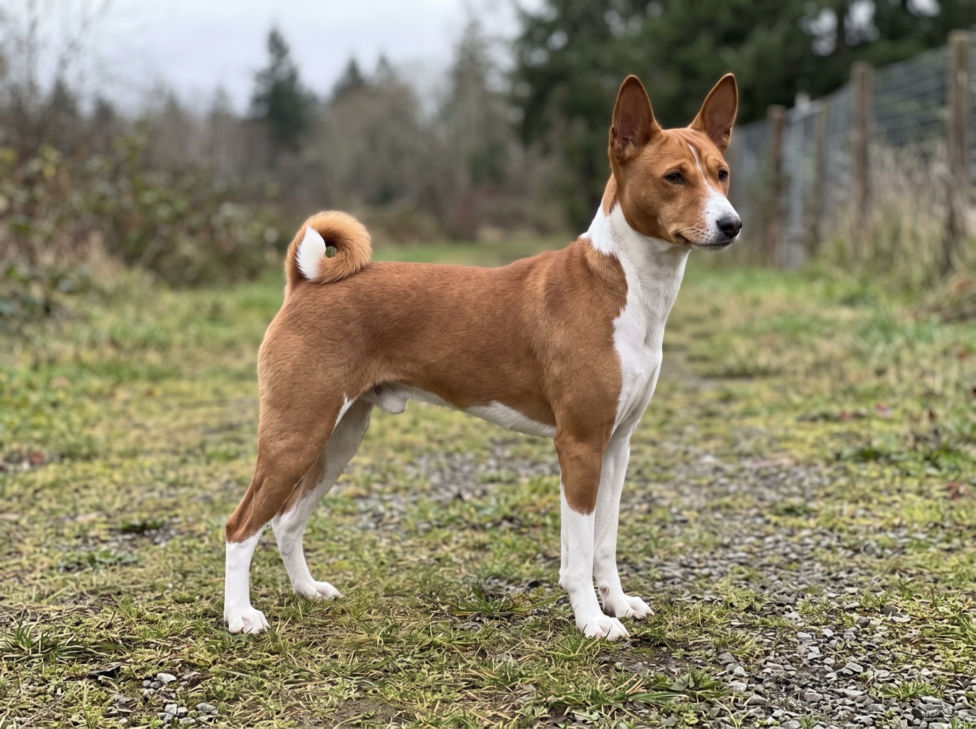 Basenji