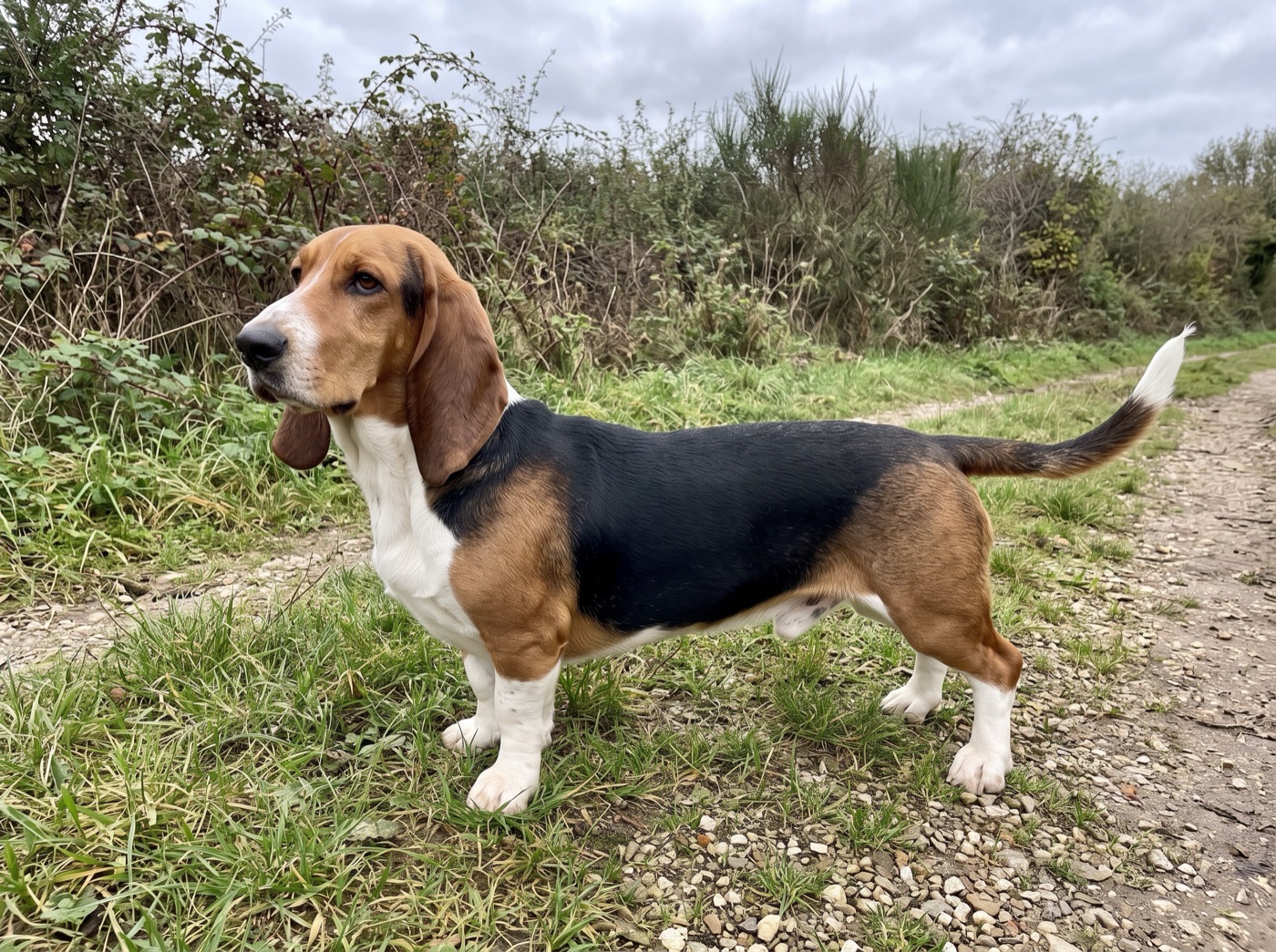 Basset Artesien Normand