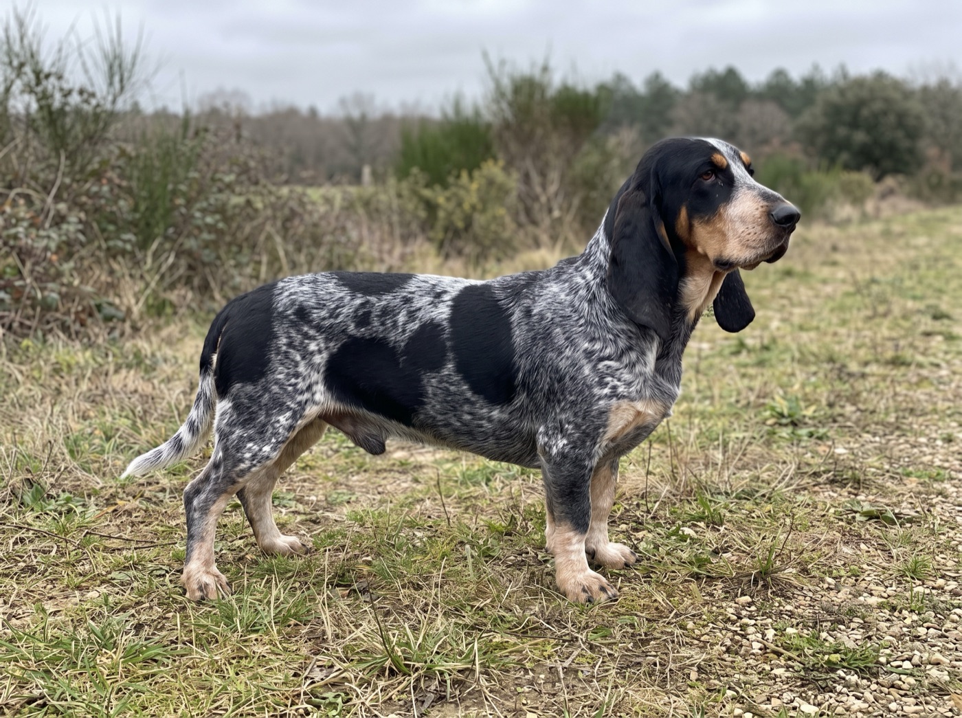 Basset Bleu de Gascogne