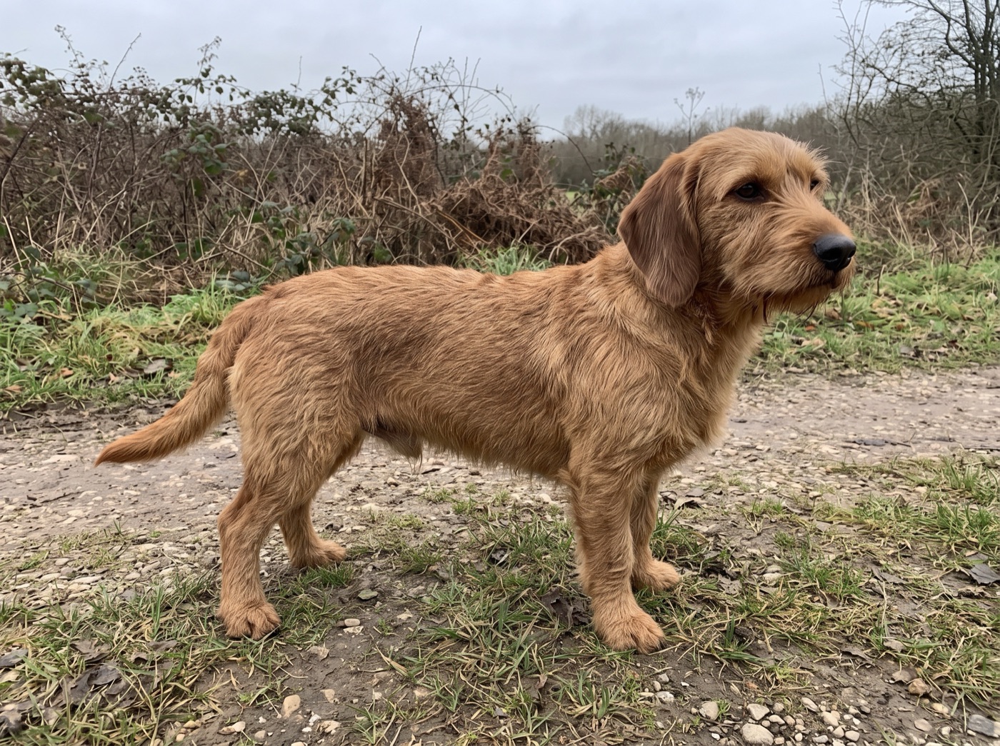 Basset Fauve de Bretagne