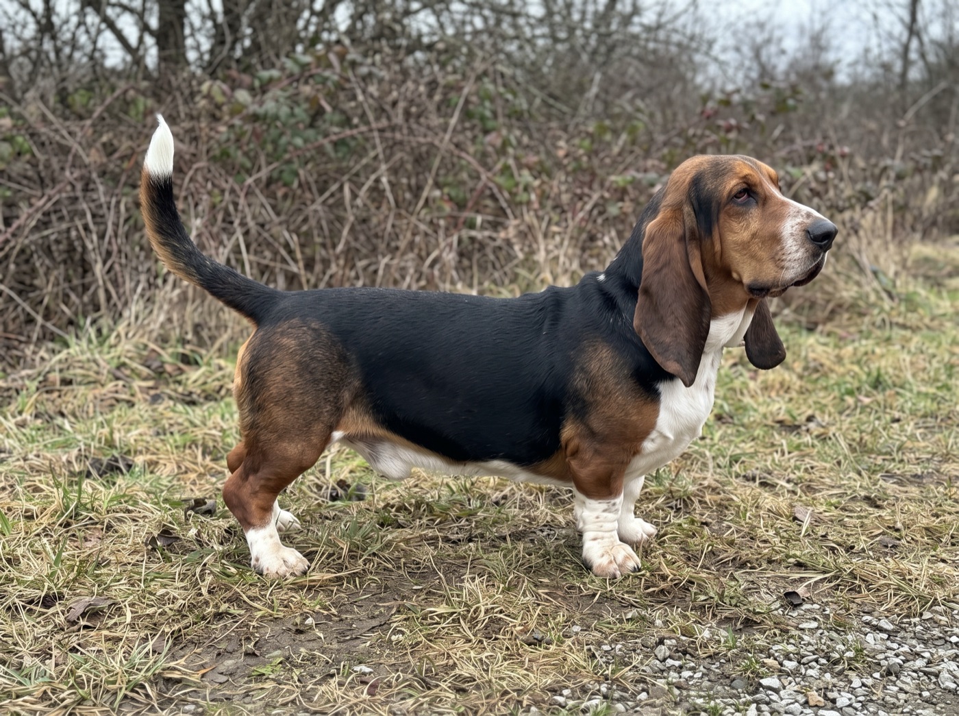Basset Hound
