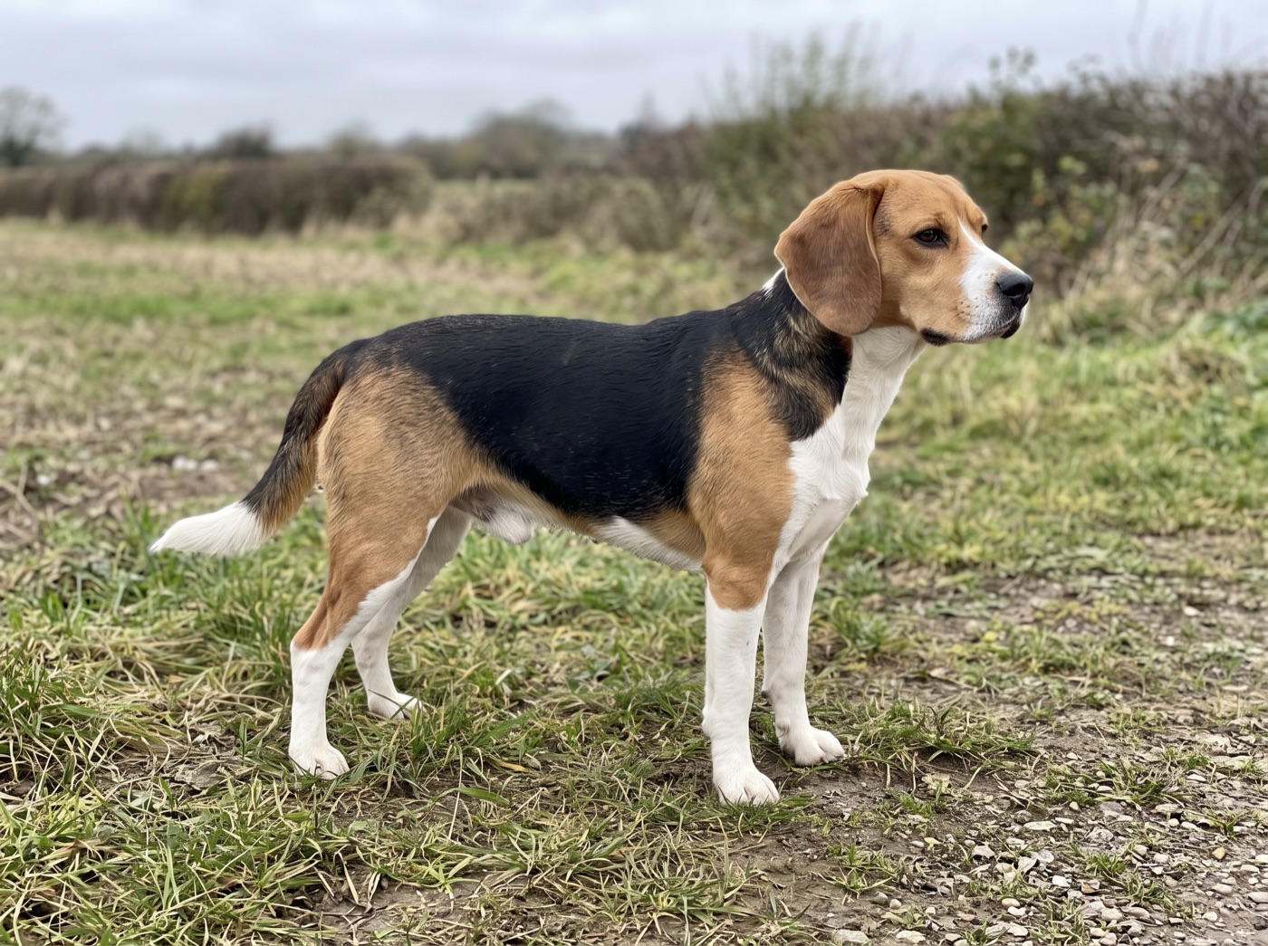 Beagle-Harrier
