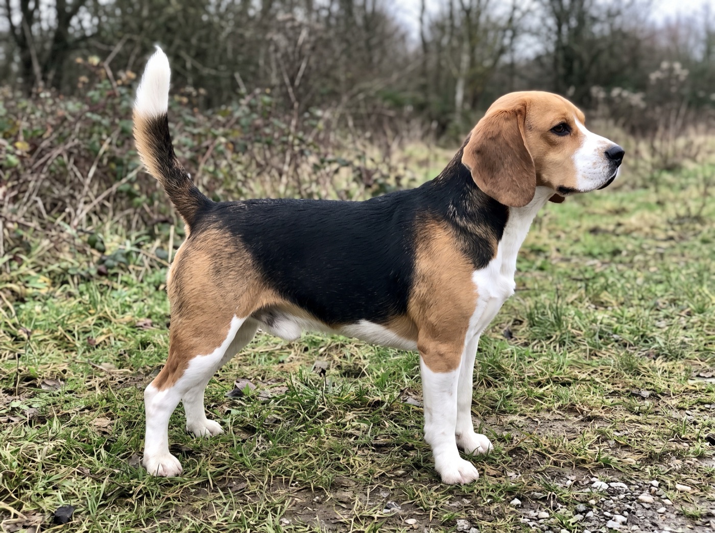 Beagle