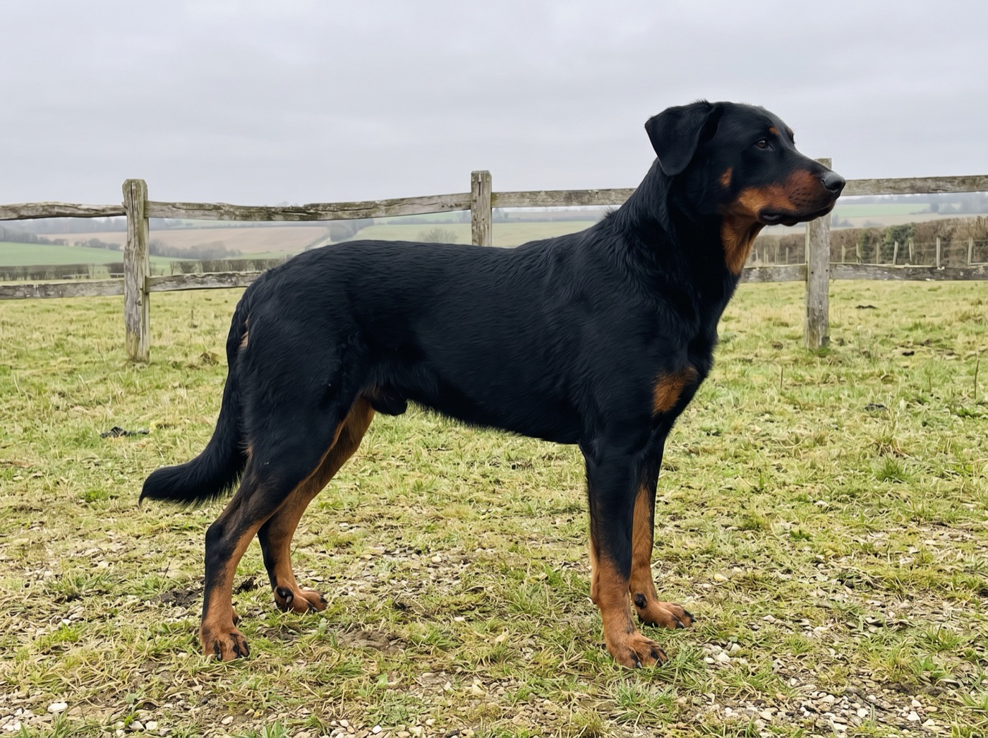 Beauceron