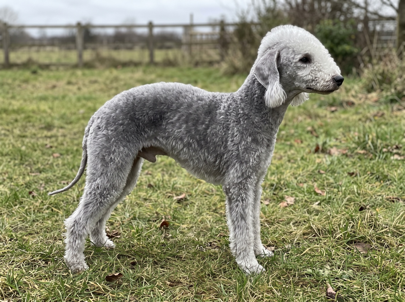 Bedlington Terrier