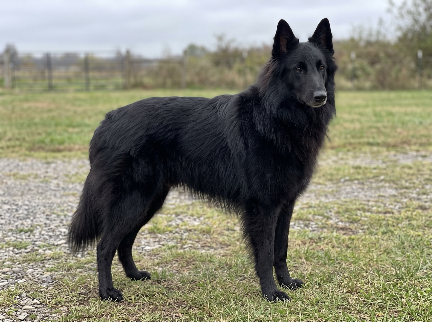 Belgian Sheepdog