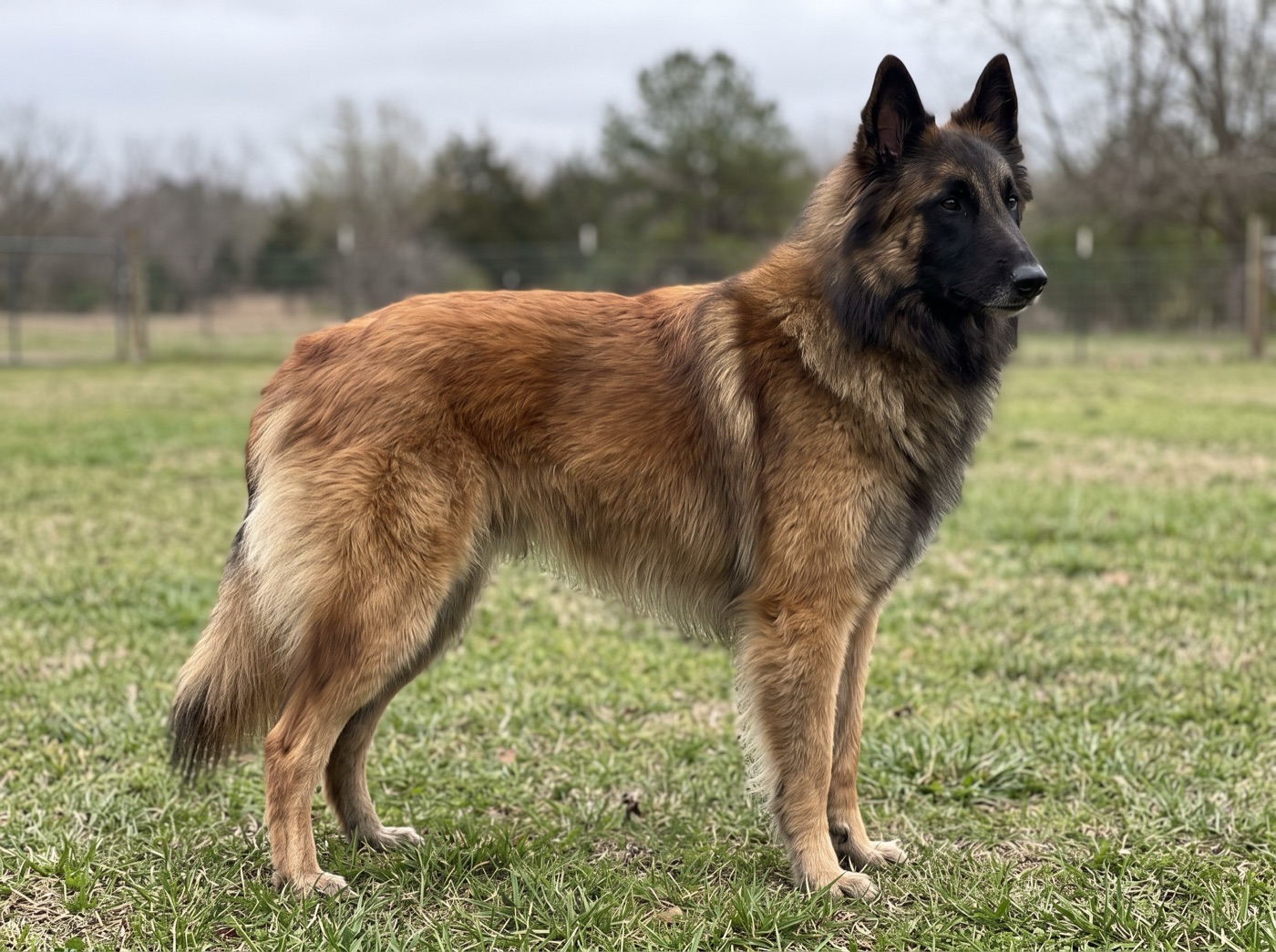 Belgian Tervuren