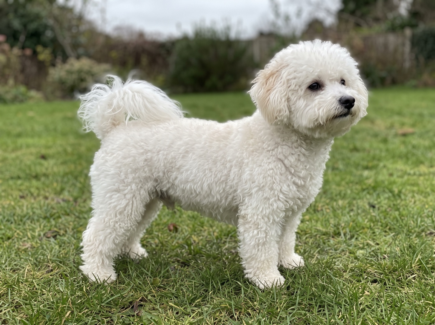 Bichon Frise