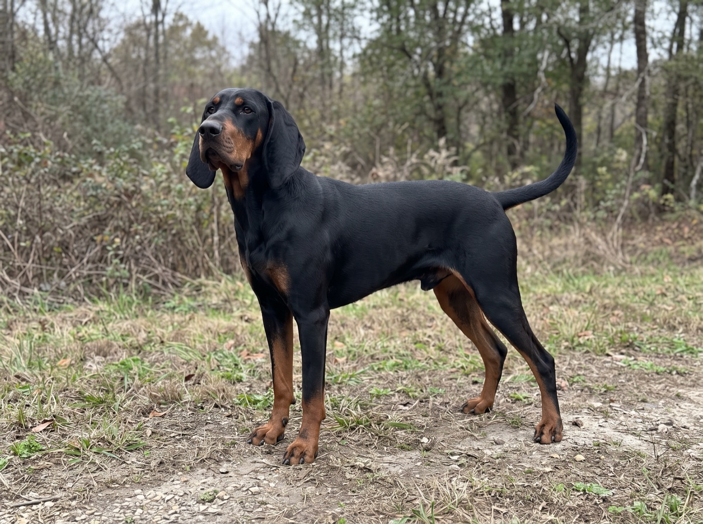 Black and Tan Coonhound