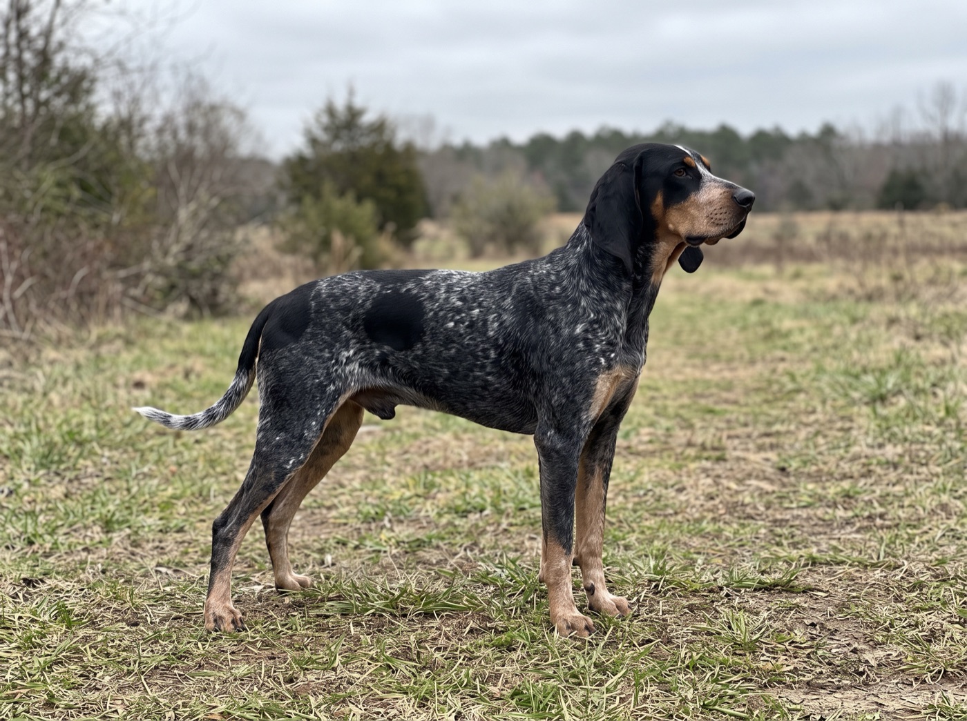 Bluetick Coonhound