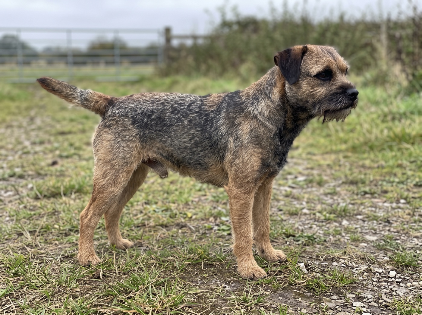 Border Terrier
