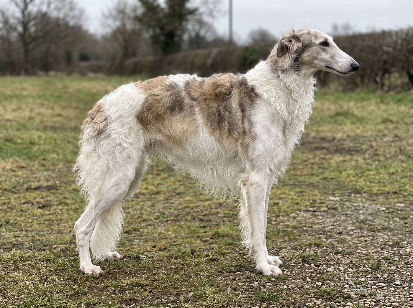 Borzoi