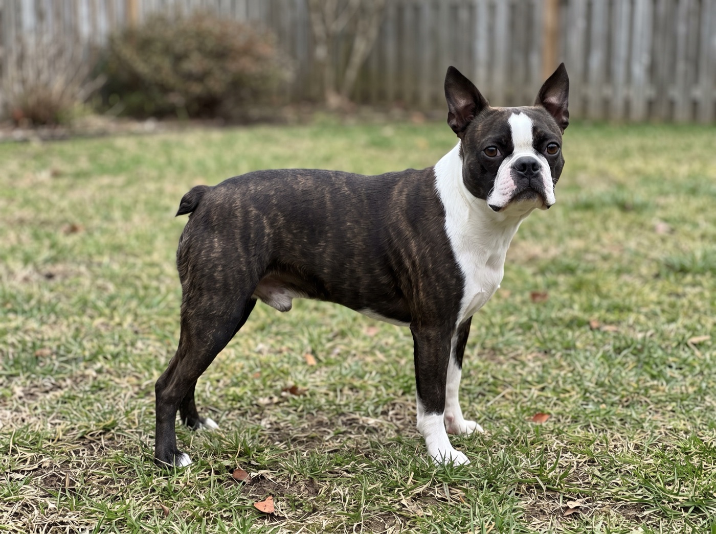Boston Terrier