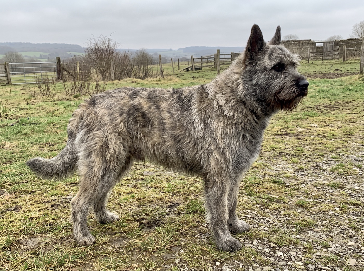 Bouvier des Ardennes