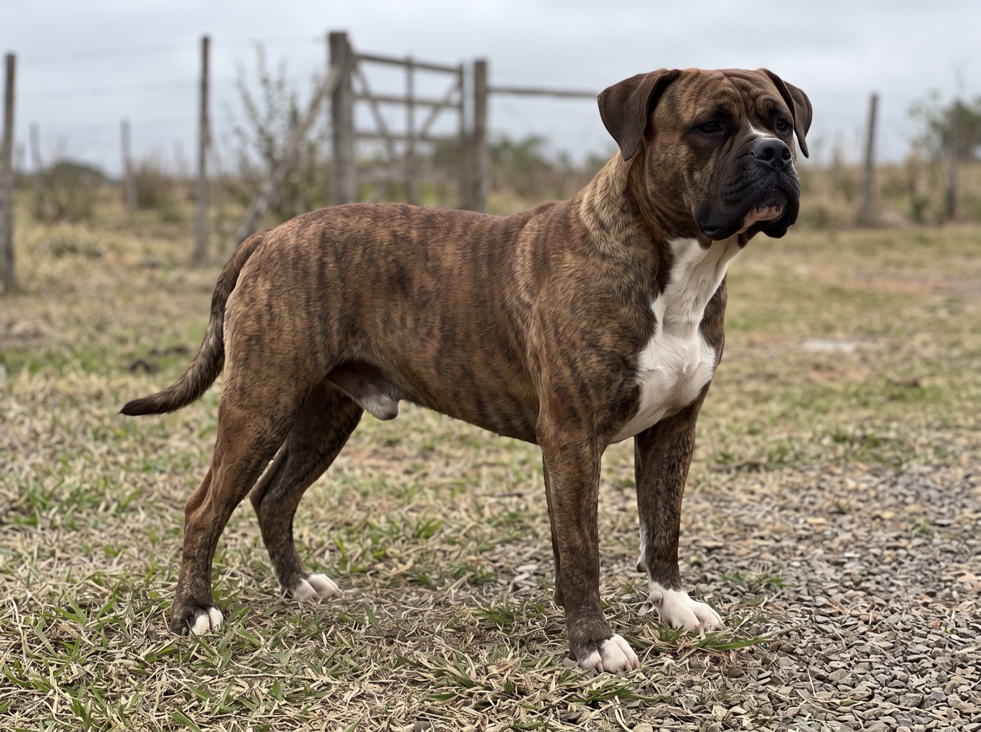 Brazilian Campeiro Bulldog