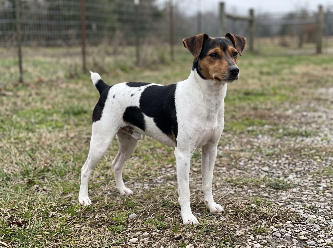 Brazilian Terrier