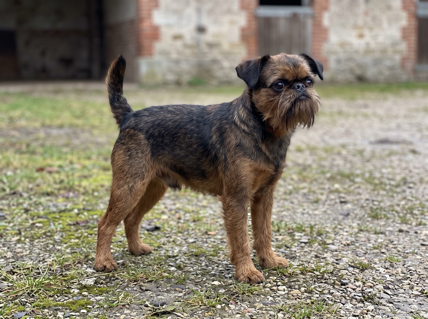 Brussels Griffon
