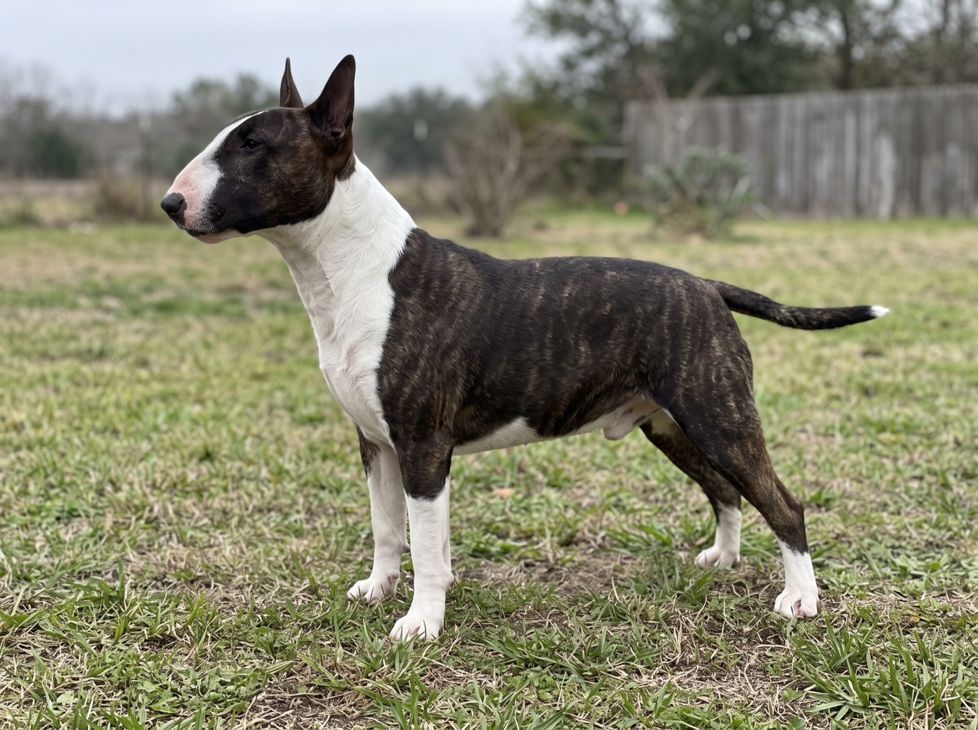 Bull Terrier