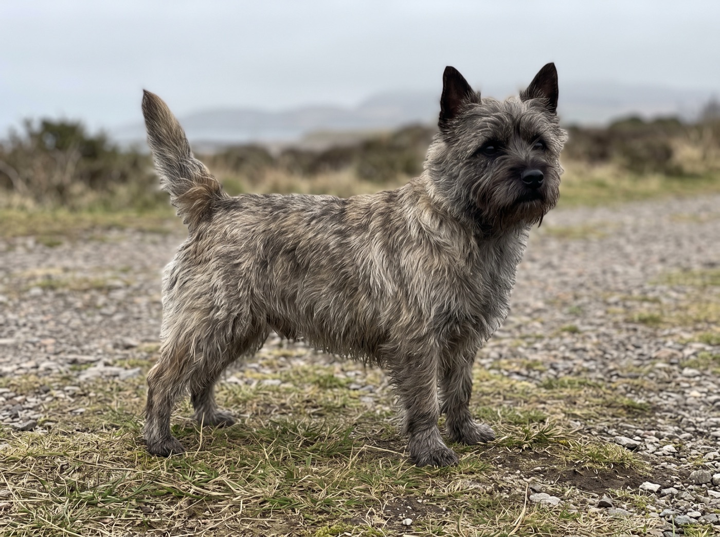 Cairn Terrier