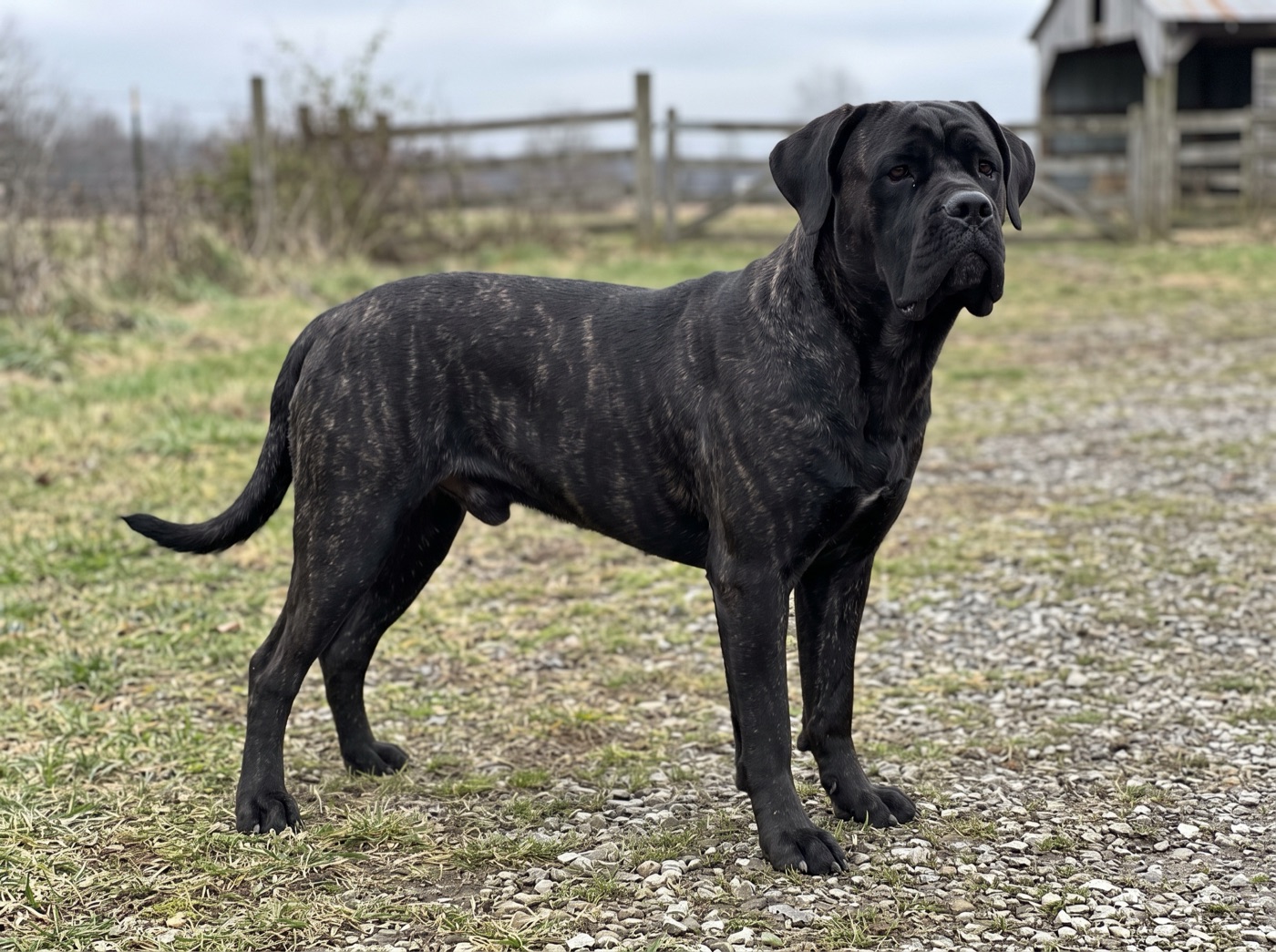 Cane Corso