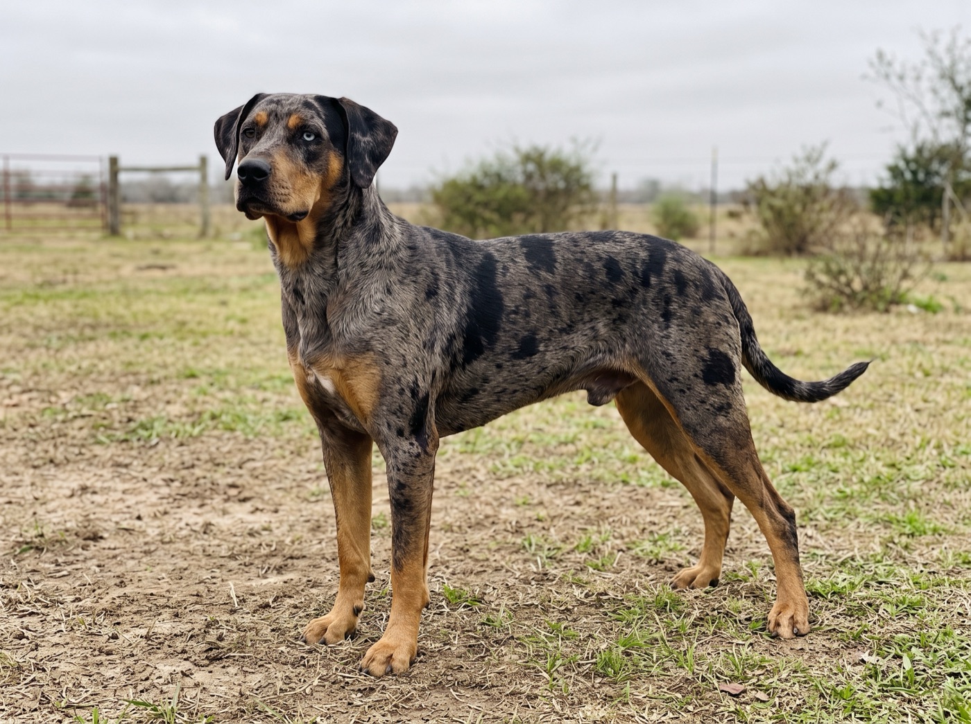 Catahoula Leopard Dog