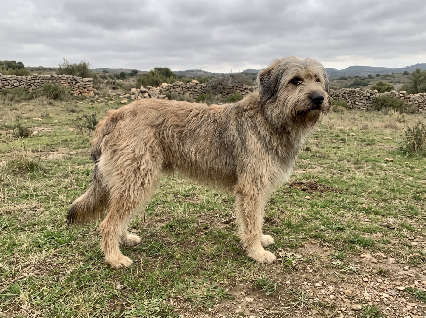 Catalonian Sheepdog