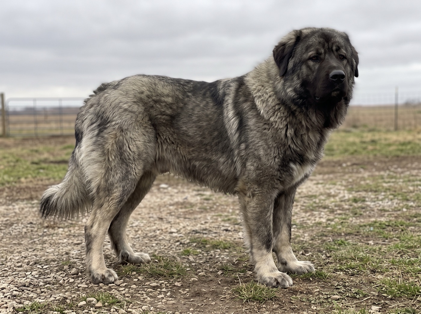 Caucasian Shepherd Dog