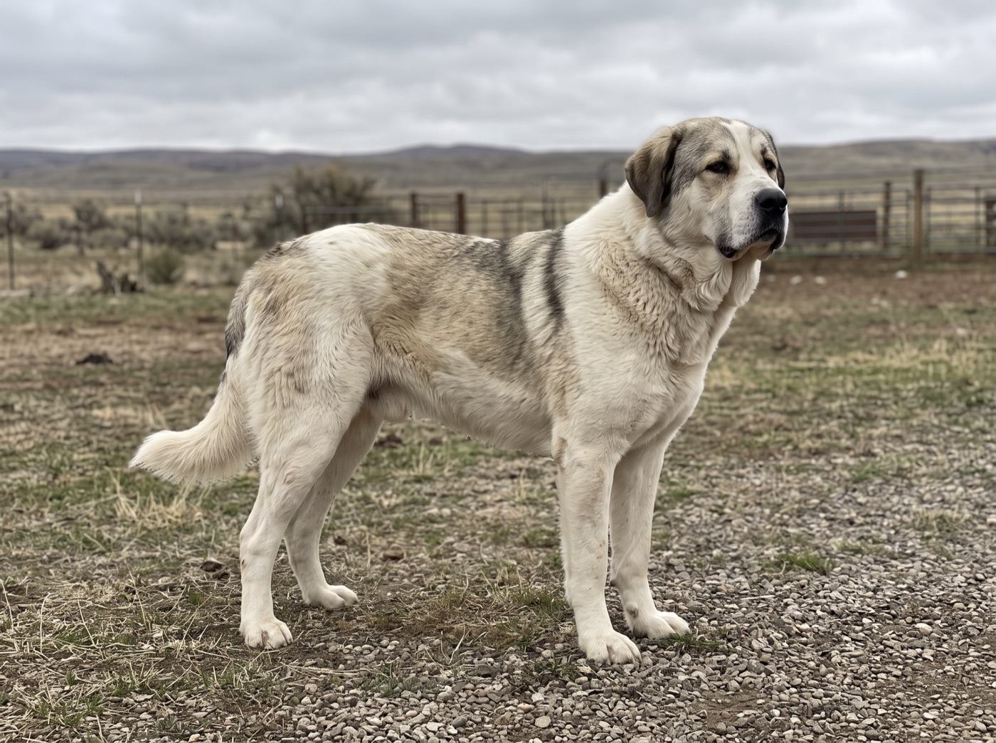 Central Asian Shepherd Dog