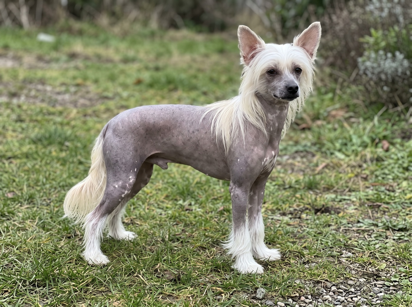 Chinese Crested