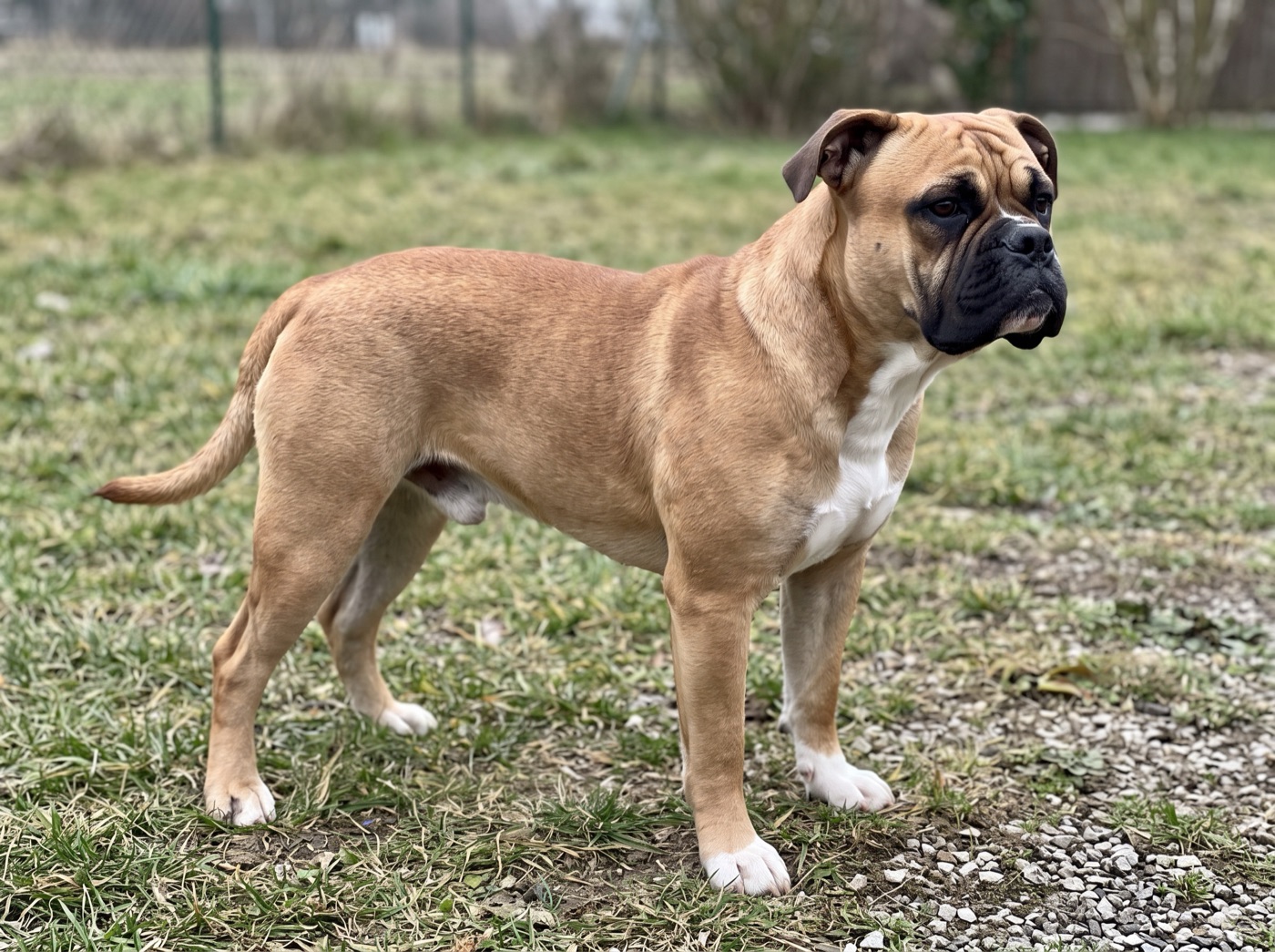 Continental Bulldog