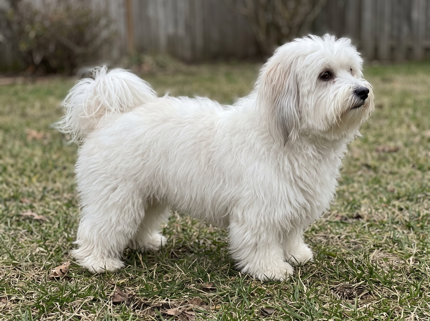 Coton de Tulear