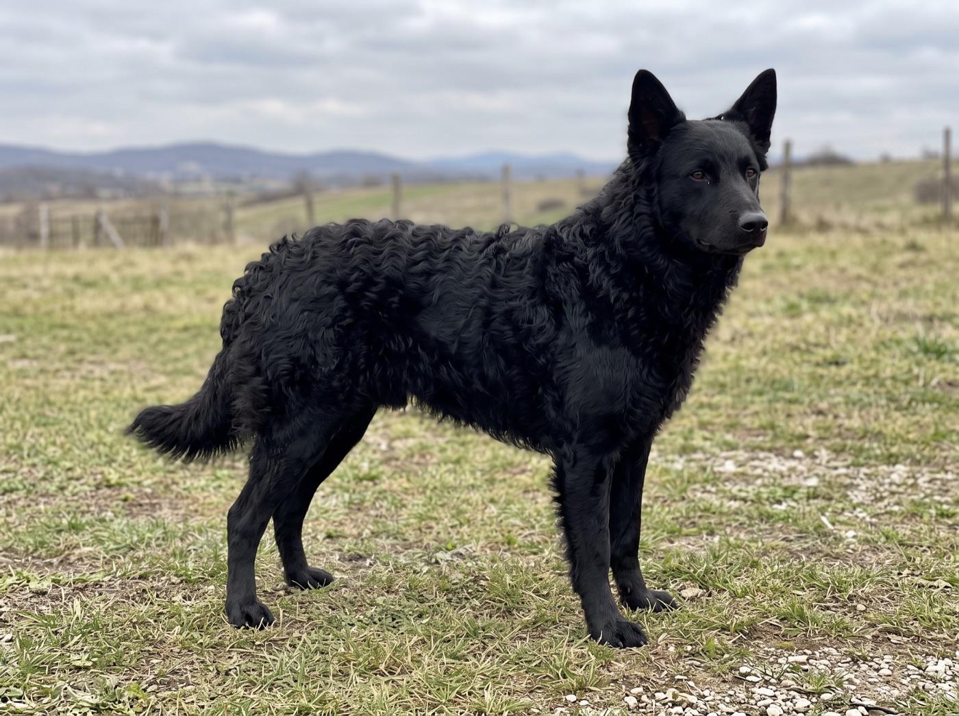 Croatian Sheepdog