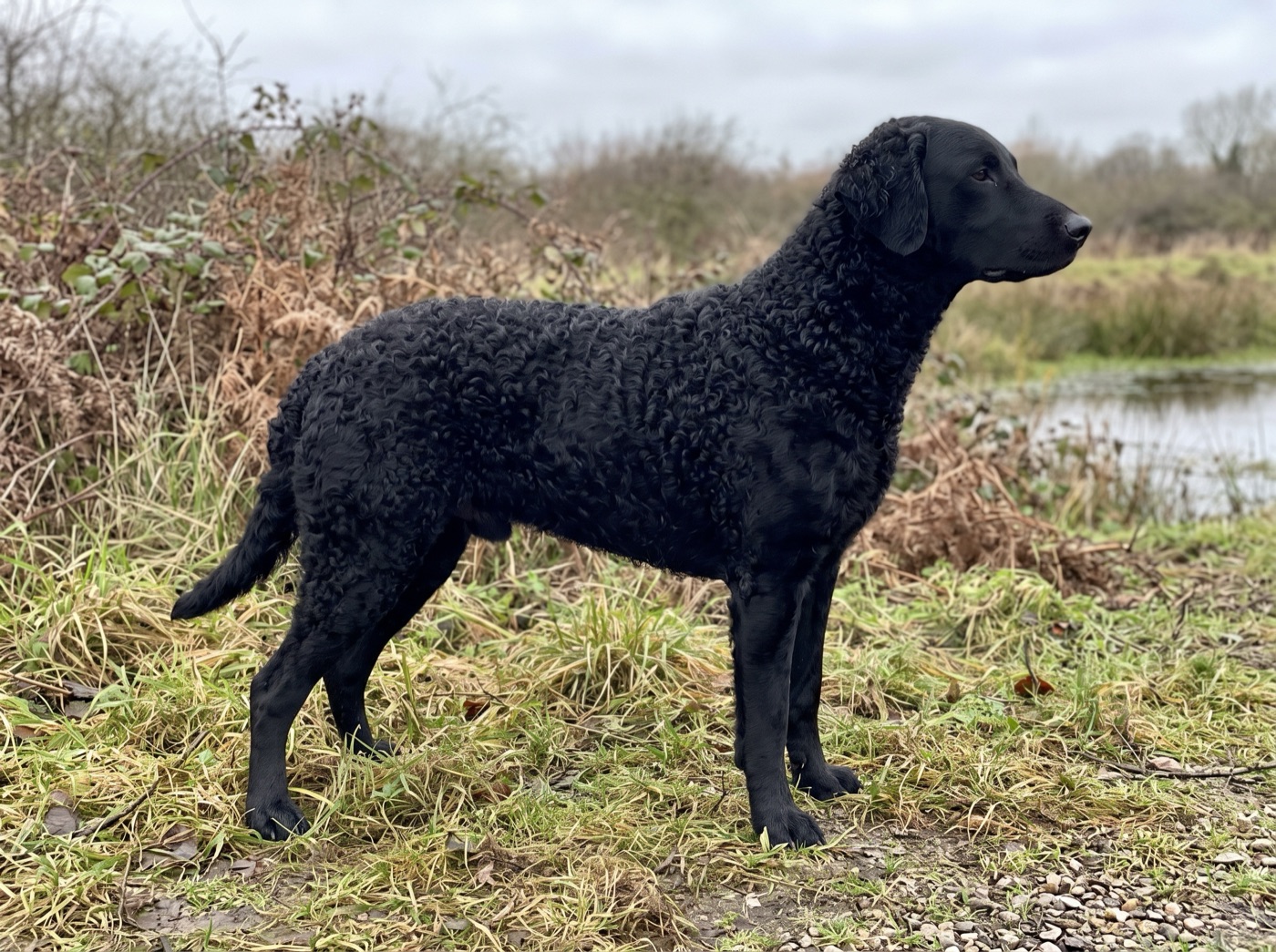 Curly-Coated Retriever