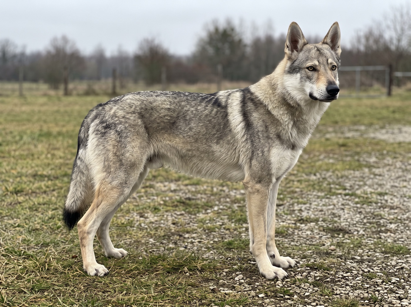 Czechoslovakian Vlciak