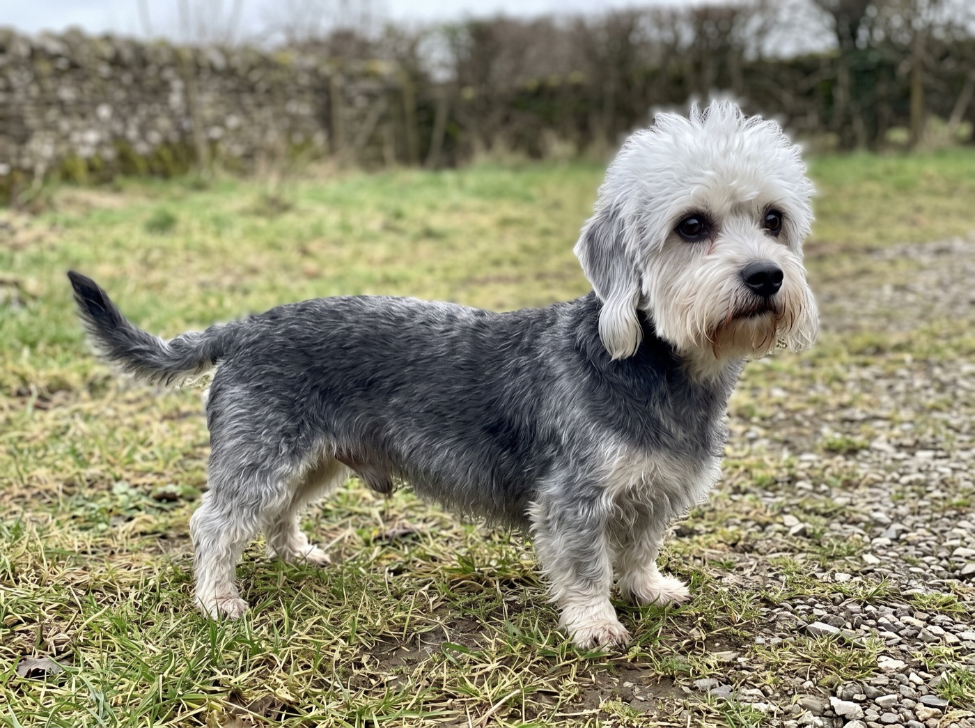 Dandie Dinmont Terrier
