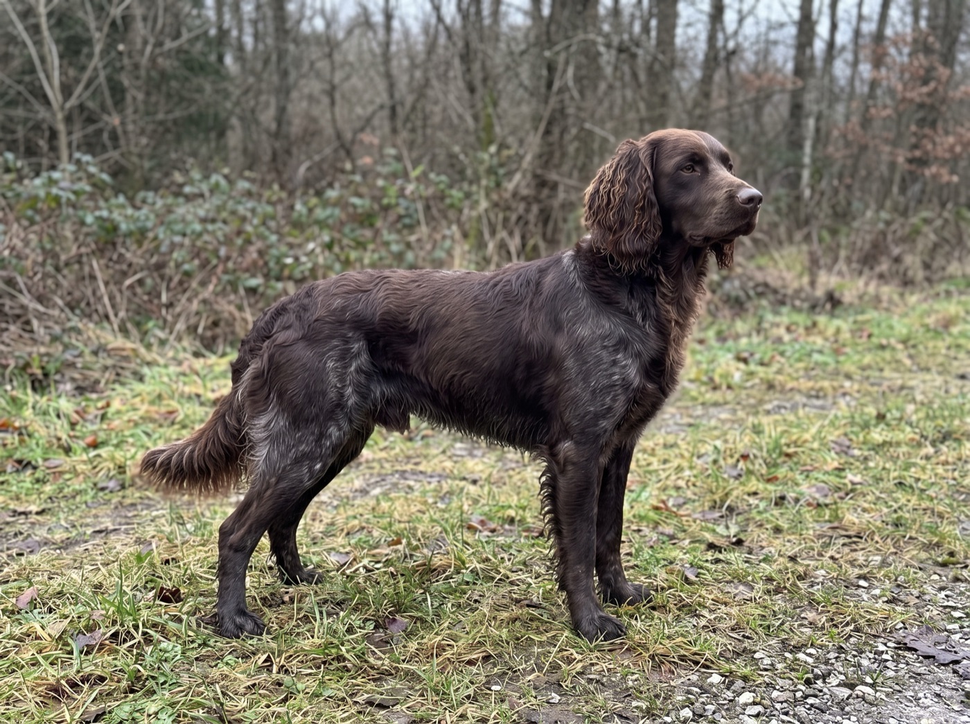 Deutscher Wachtelhund