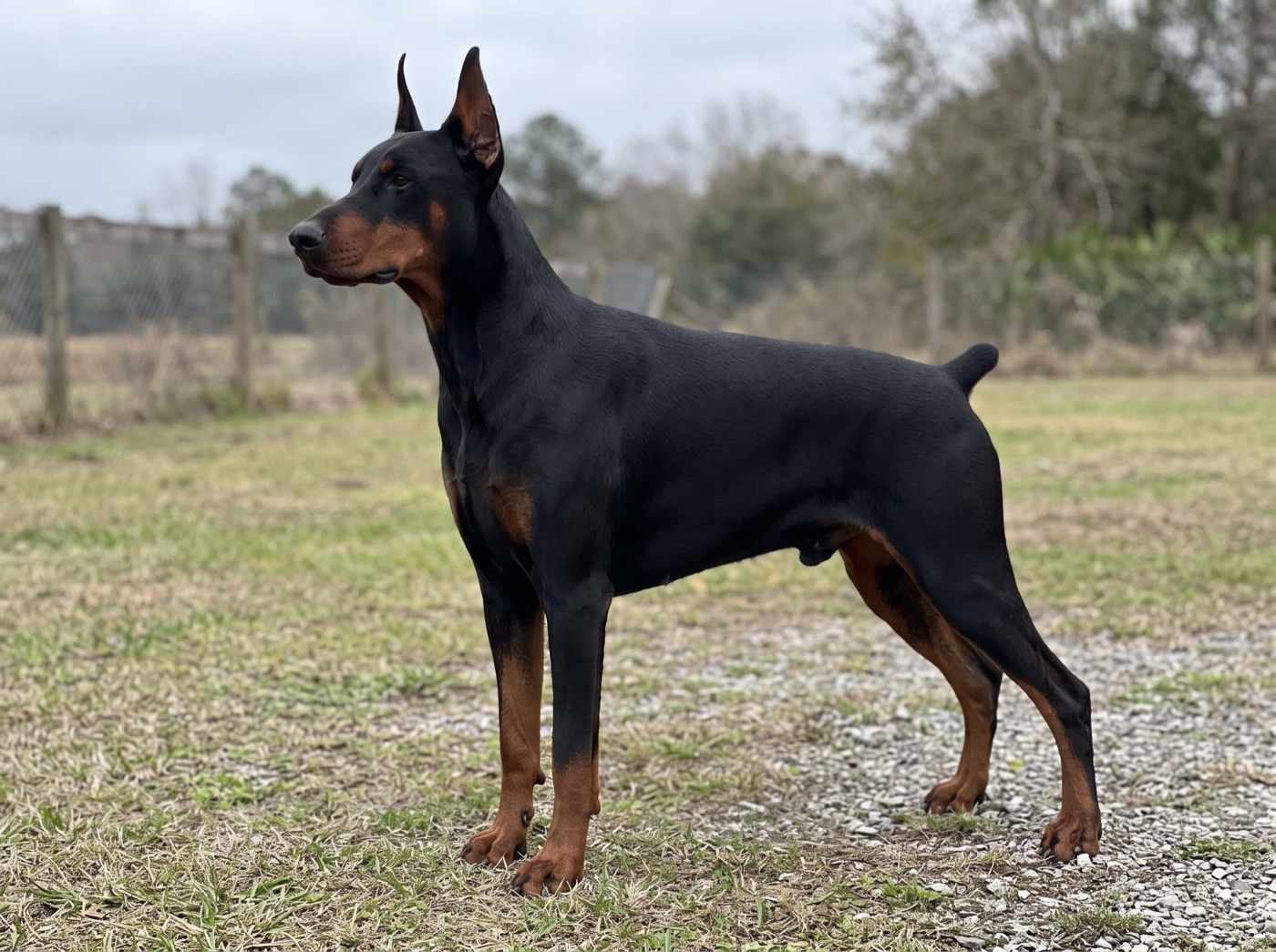 Doberman Pinscher